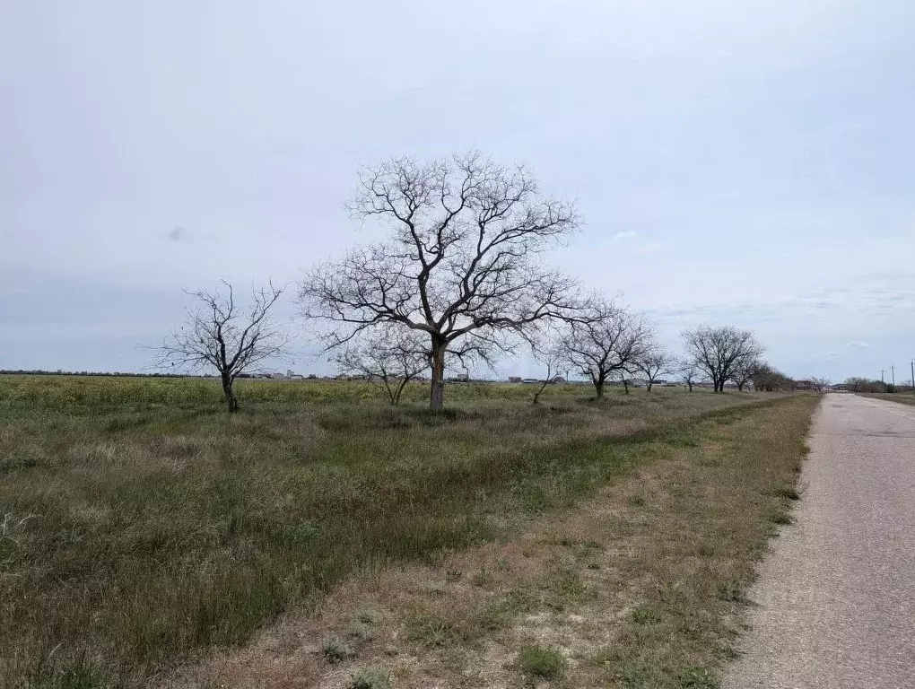 Участок в Крым, Черноморский район, Окуневское с/пос, с. Знаменское  ... - Фото 1