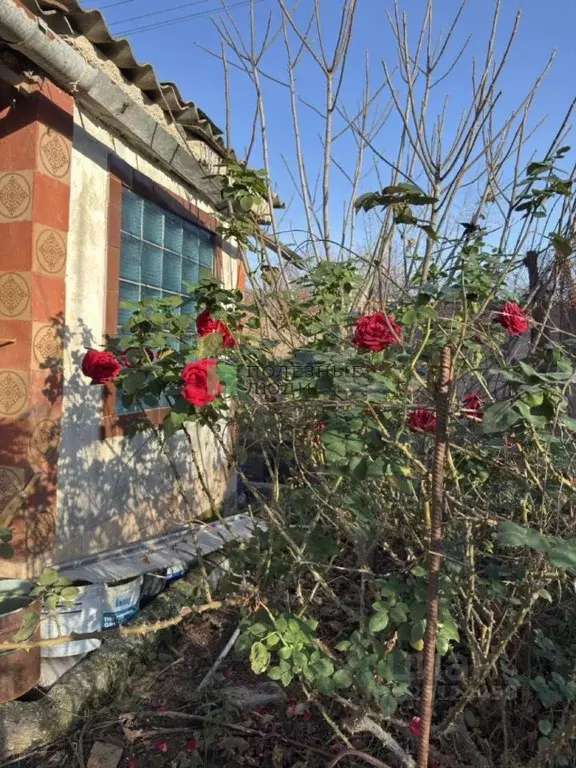 Дом в Севастополь Солнечный СТ, ул. Эдельвейсовая (38 м) - Фото 1