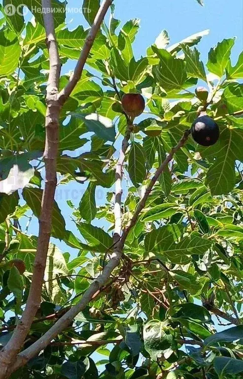 Дом в Республика Крым, муниципальный округ Феодосия, село Солнечное ... - Фото 1