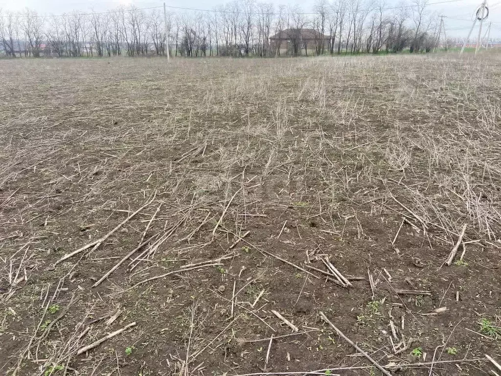Участок в Ростовская область, Мясниковский район, с. Большие Салы ул. ... - Фото 1