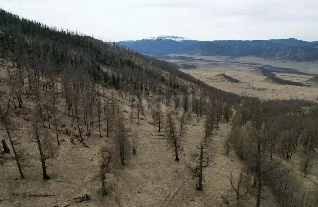 Участок в Онгудайский район, село Ело (72.64 м) - Фото 1