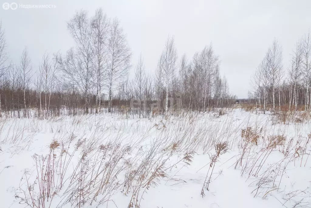 Участок в Колыванский район, Королевский сельсовет (12 м) - Фото 0