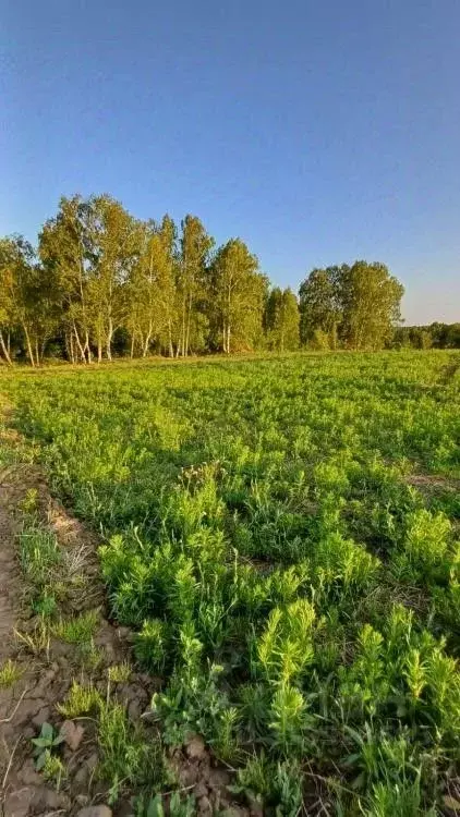 Участок в Иркутская область, Иркутский муниципальный округ, Вдовина ... - Фото 1