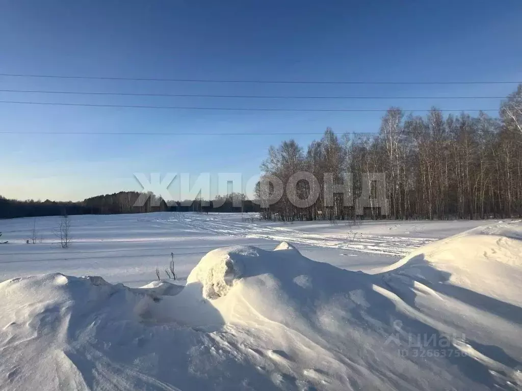 Участок в Новосибирская область, Колыванский район, с. Сидоровка Новая ... - Фото 2