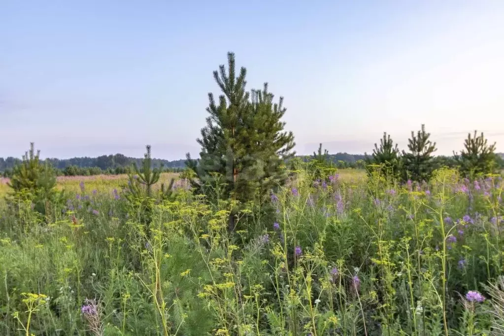 Участок в Тюменская область, Тюменский муниципальный округ, с. ... - Фото 1
