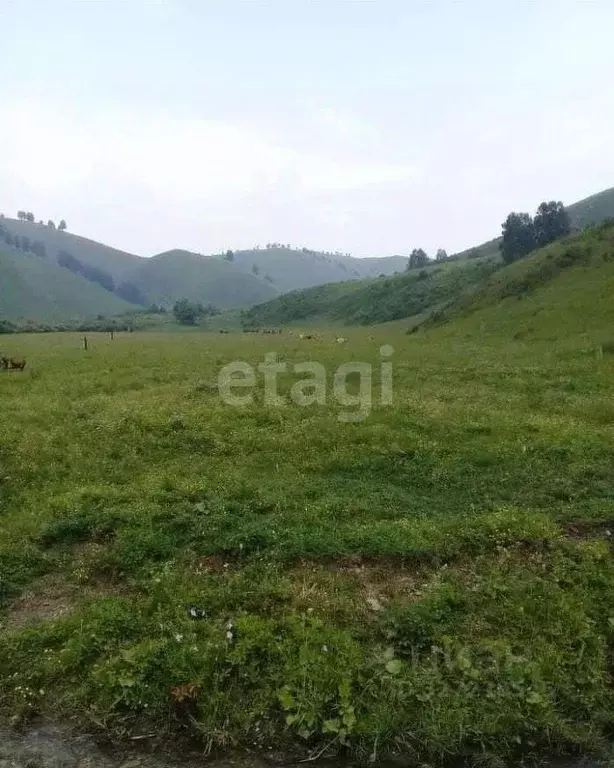 Участок в Алтайский край, Солонешенский район, с. Лютаево  (1280.3 ... - Фото 1