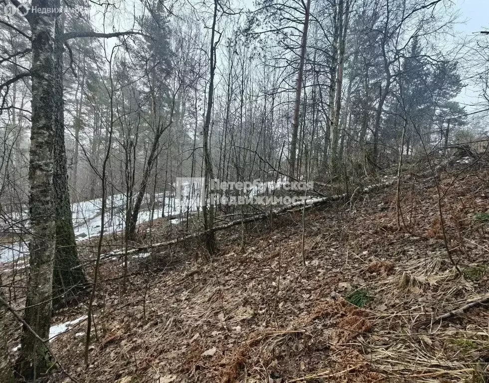 Участок в посёлок Ленинское, КП Ленинское (10 м) - Фото 1