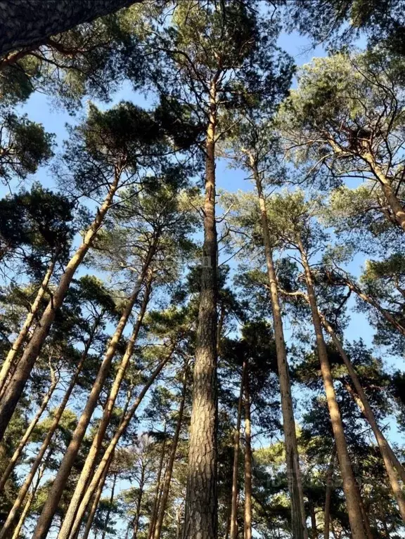 Участок в Московская область, Ленинский городской округ, ... - Фото 1