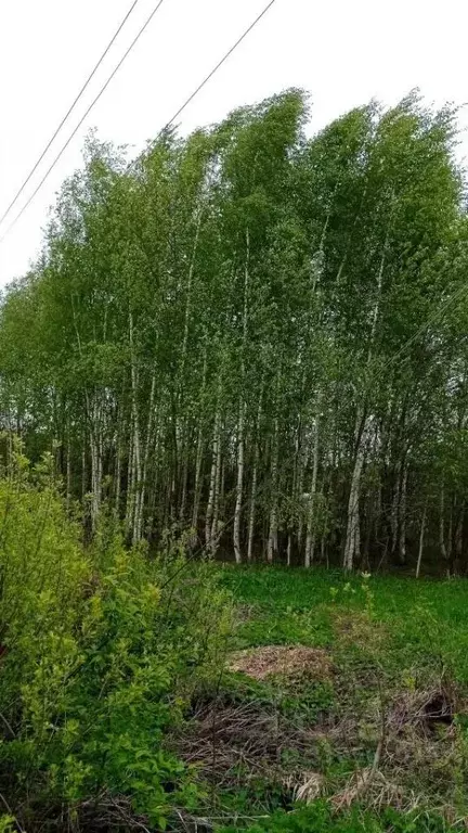 Участок в Владимирская область, Суздальский район, Новоалександровское ... - Фото 1