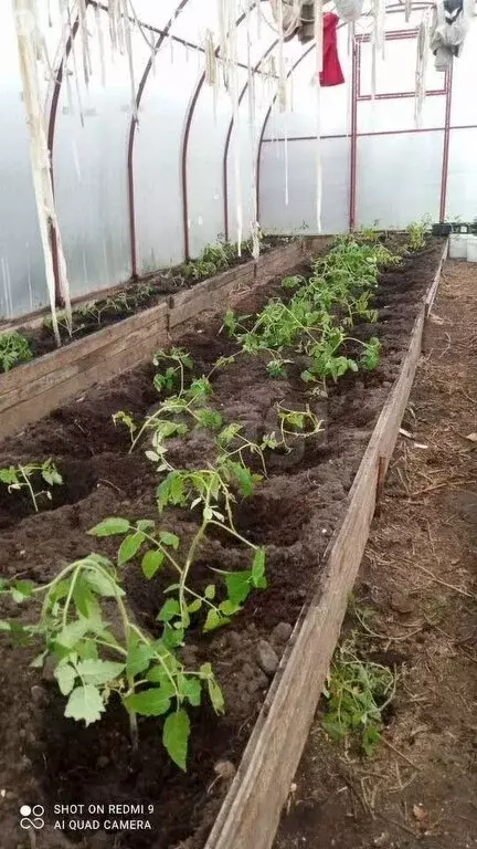 Участок в Курган, СНТ Надежда (12 м) - Фото 2