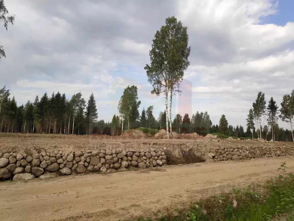 Участок в Ленинградская область, Приозерский район, Ромашкинское ... - Фото 1
