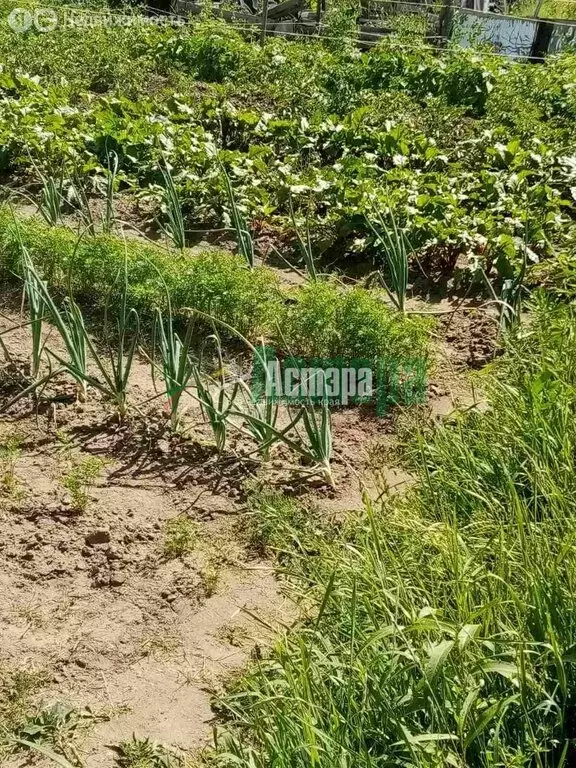 Участок в Чита, СНТ ПСК № 2 Машиностроитель (7 м) - Фото 2