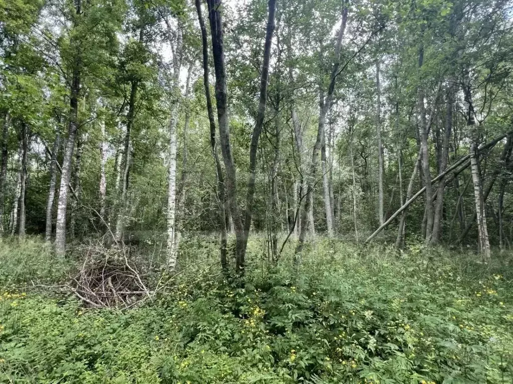 Участок в Ленинградская область, Приозерский район, Ларионовское ... - Фото 1