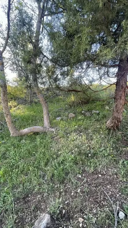 Участок в Крым, Ялта городской округ, Никита пгт ул. Имени Героя ... - Фото 1