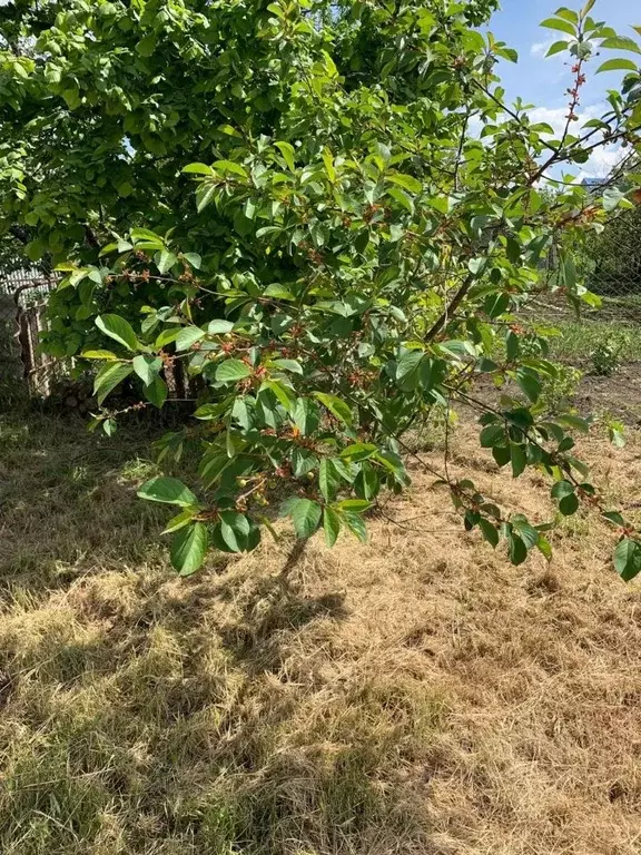 Участок в Краснодарский край, Новороссийск городской округ, Раевская ... - Фото 0
