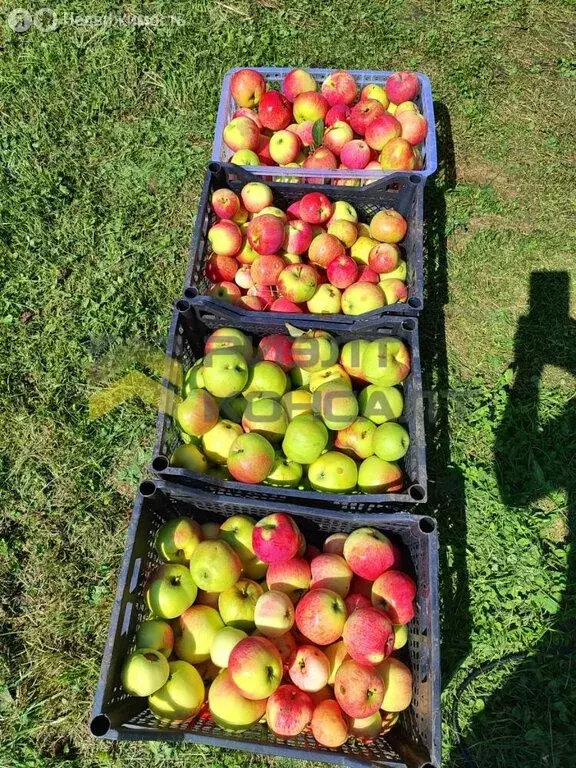 Участок в Омск, территория СОСН Сигнал, 3-я аллея (5 м) - Фото 1