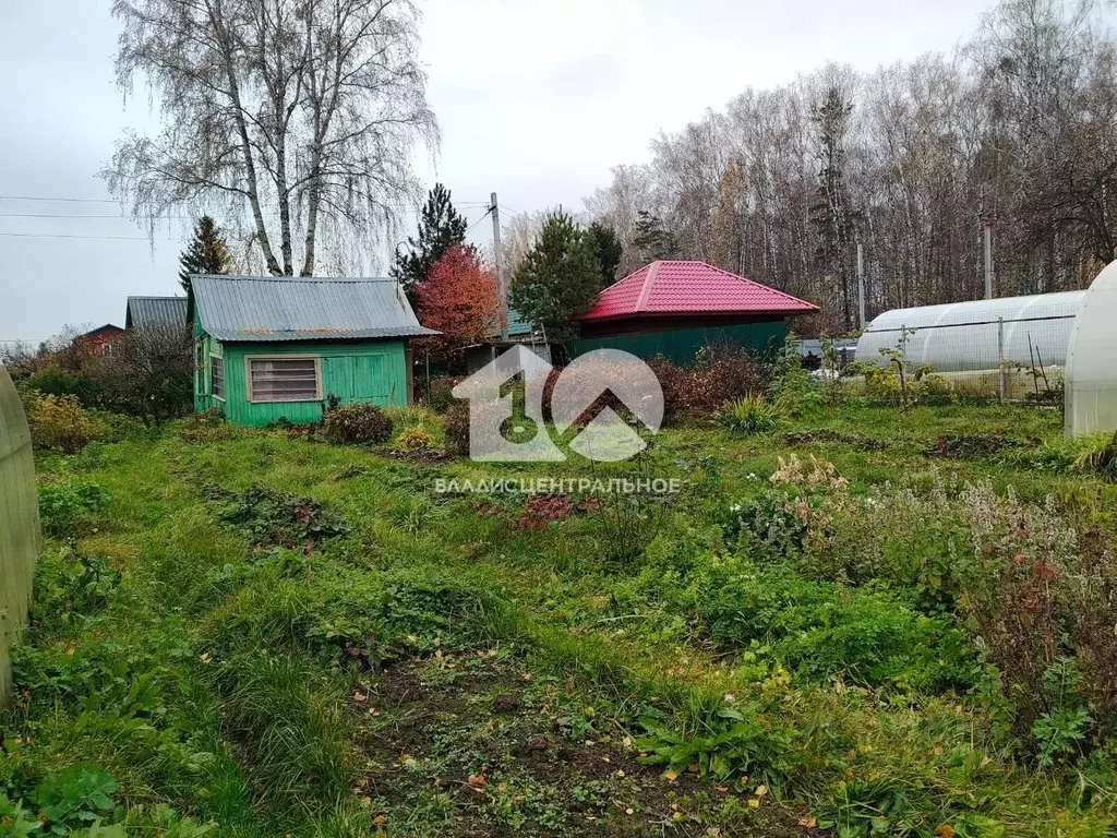 Участок в Новосибирская область, Новосибирск Любитель СТ, 128 (6.62 ... - Фото 1