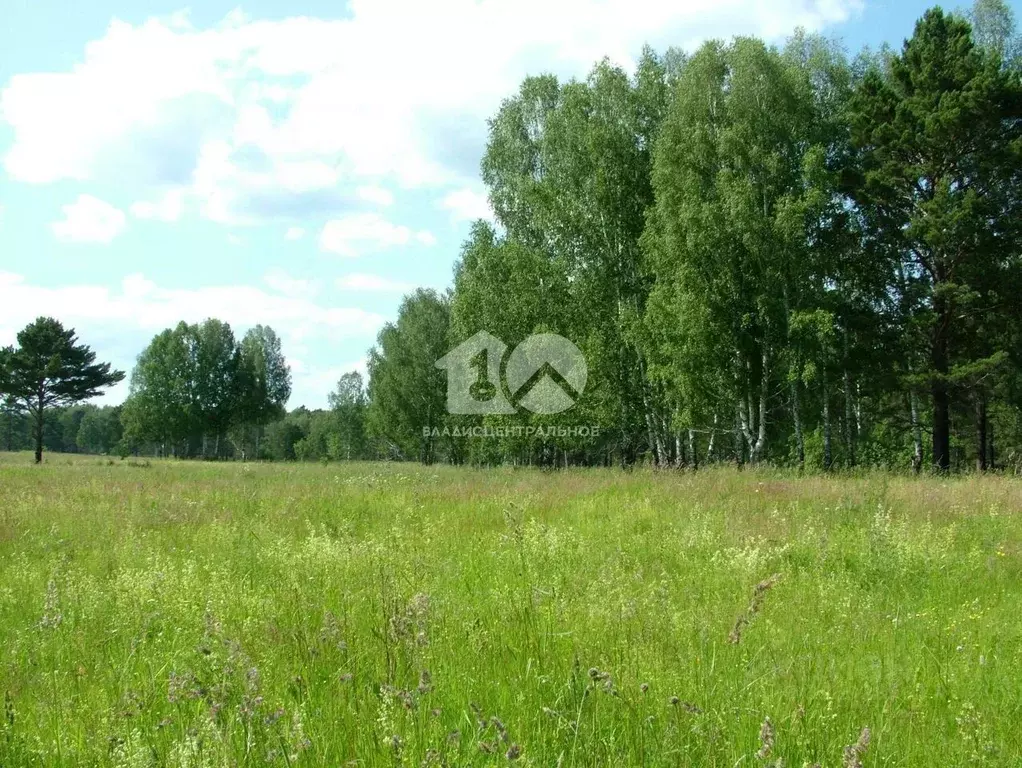 Участок в Новосибирская область, Новосибирский район, Станционный ... - Фото 1