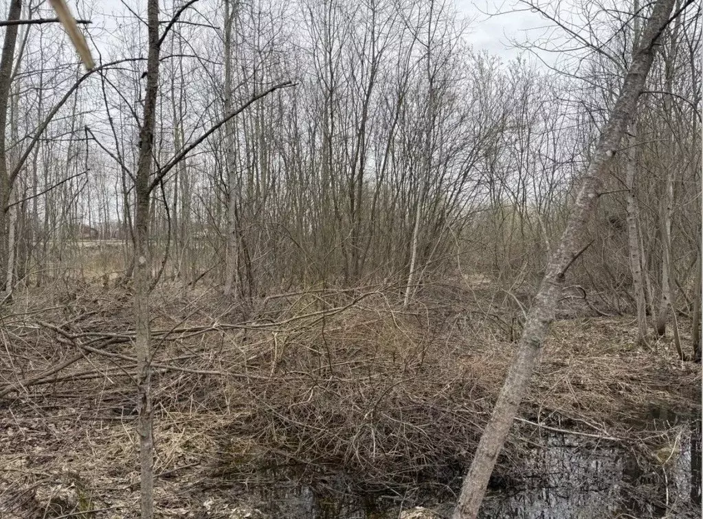 Участок в Московская область, Орехово-Зуевский городской округ, пос. ... - Фото 1