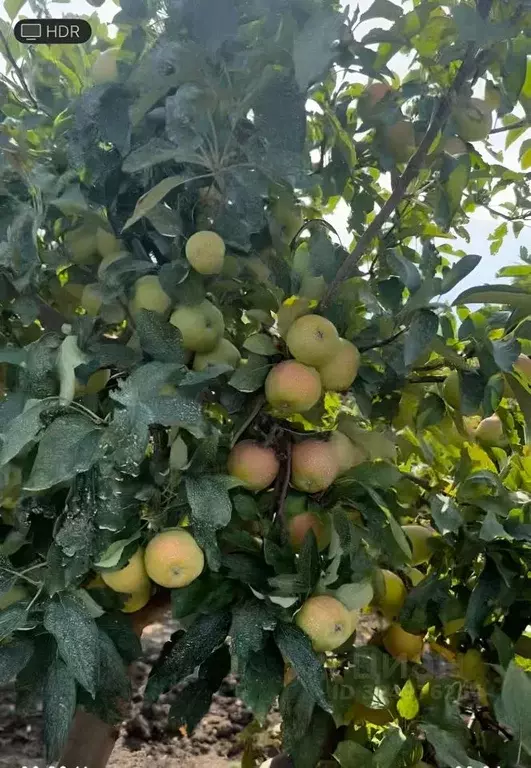 Участок в Крым, Кировский район, Золотополенское с/пос, с. Возрождение ... - Фото 1