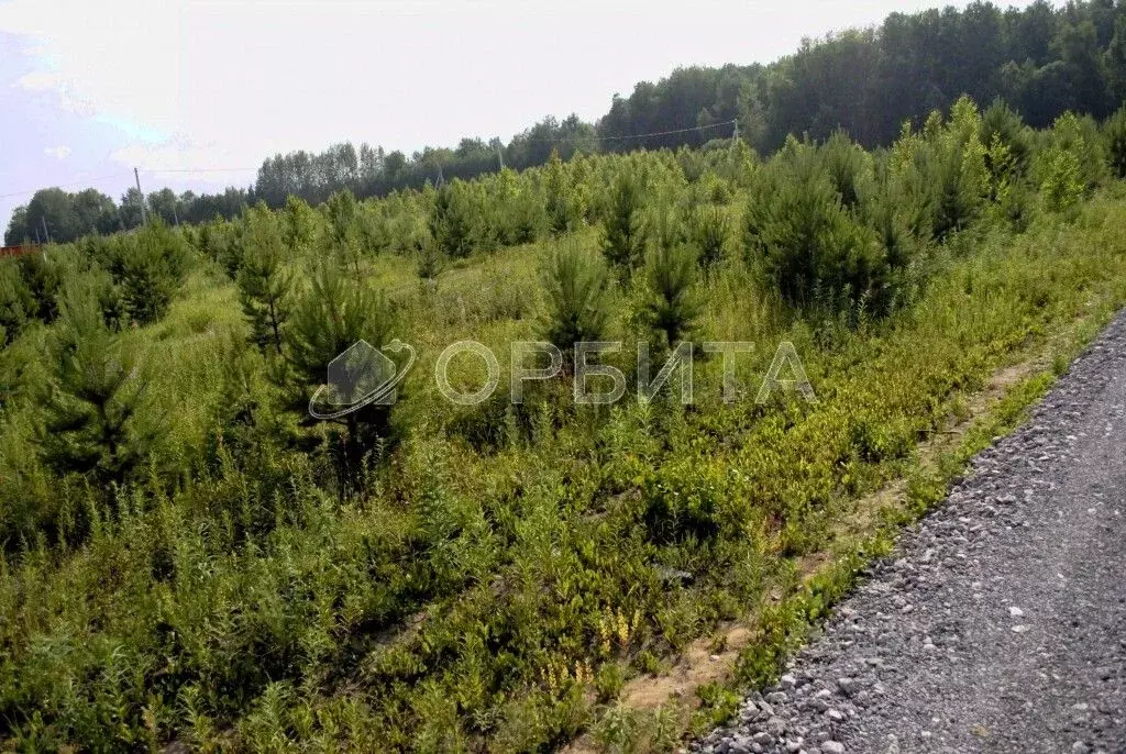 Участок в Тюменская область, Тюменский район, с. Кулига, Кулига-2 мкр  ... - Фото 0