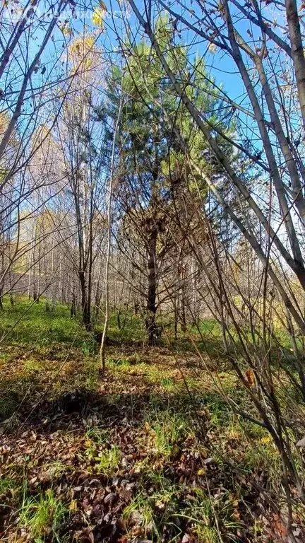 Участок в Майминский район, село Майма (9.78 м) - Фото 0