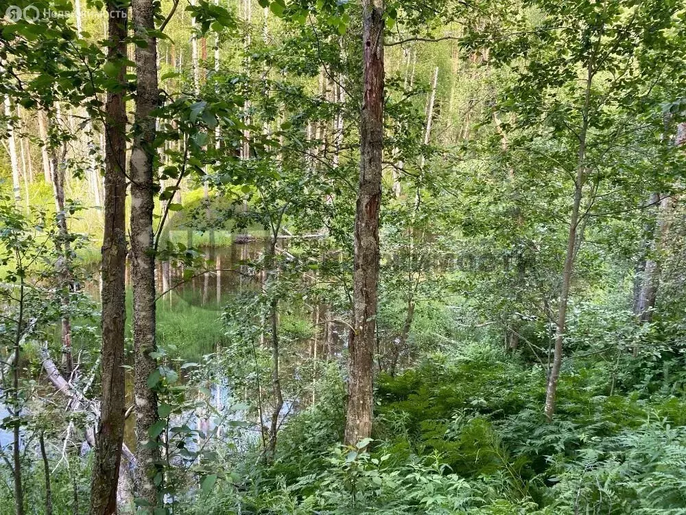 Участок в Куйвозовское сельское поселение, КП Лесное озеро (6 м) - Фото 2