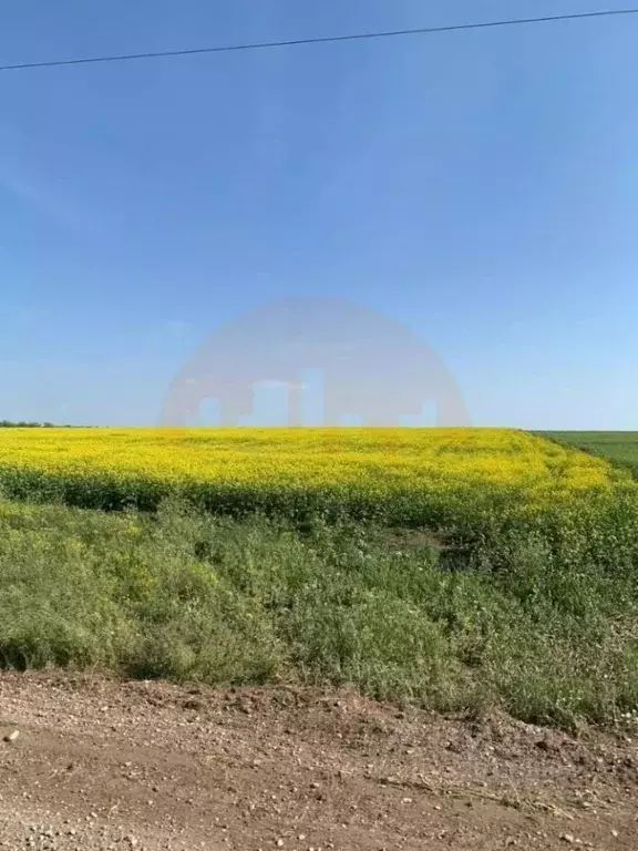 Участок в Крым, Сакский район, с. Лесновка ул. Садовая (7.8 сот.) - Фото 2