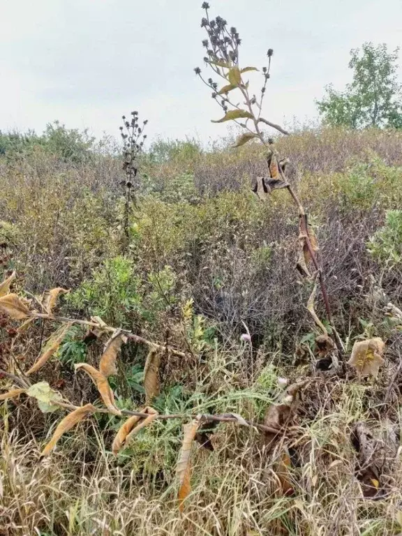 Участок в Челябинская область, Агаповский муниципальный округ, ... - Фото 1