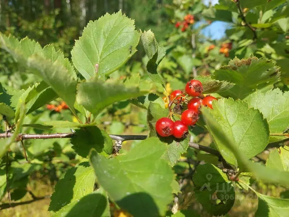 Участок в Иркутская область, Иркутский район, Большереченское ... - Фото 1