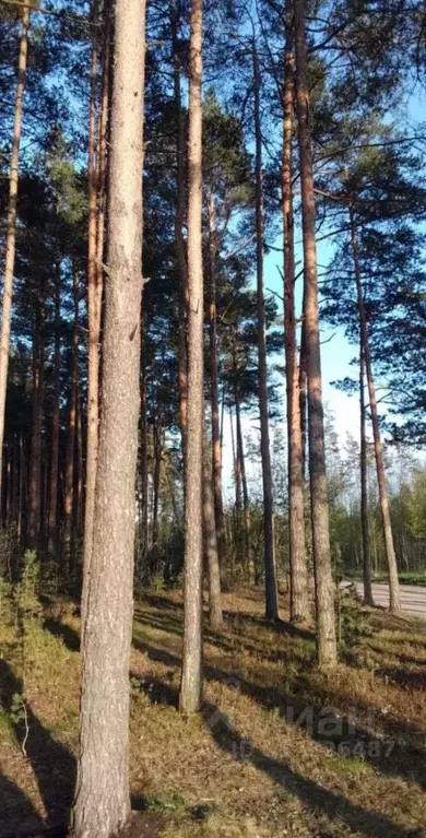 Участок в Тверская область, Калининский муниципальный округ, Межурка ... - Фото 0