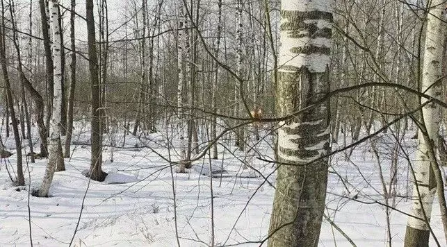 Участок в Московская область, Щелково городской округ, д. Медвежьи ... - Фото 1