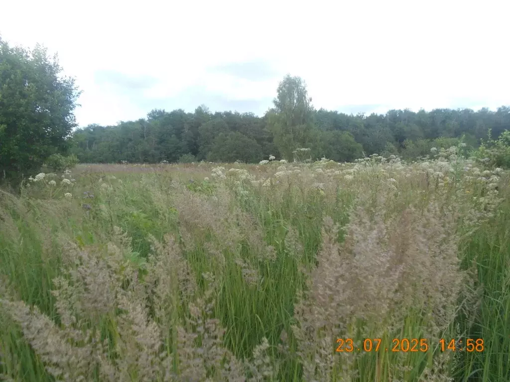 Участок в Московская область, Шаховская муниципальный округ, д. ... - Фото 1