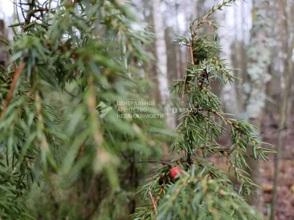 Участок в Рязанская область, Рязанский муниципальный округ, с. ... - Фото 1