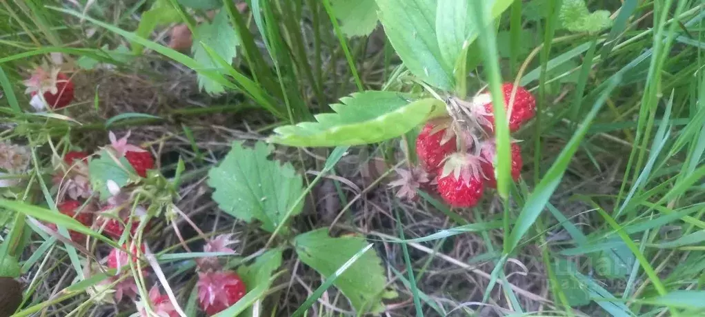 Участок в Калининградская область, Калининград Радуга СНТ, пер. ... - Фото 1