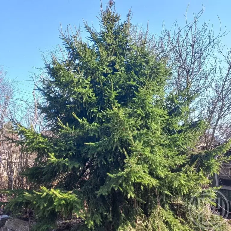 Дом в Санкт-Петербург Торики СНТ, аллея 3-я, 68 (150 м) - Фото 2