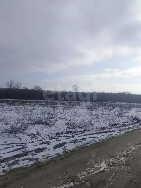 Участок в Брянская область, Брянский район, Новодарковичское с/пос, ... - Фото 1