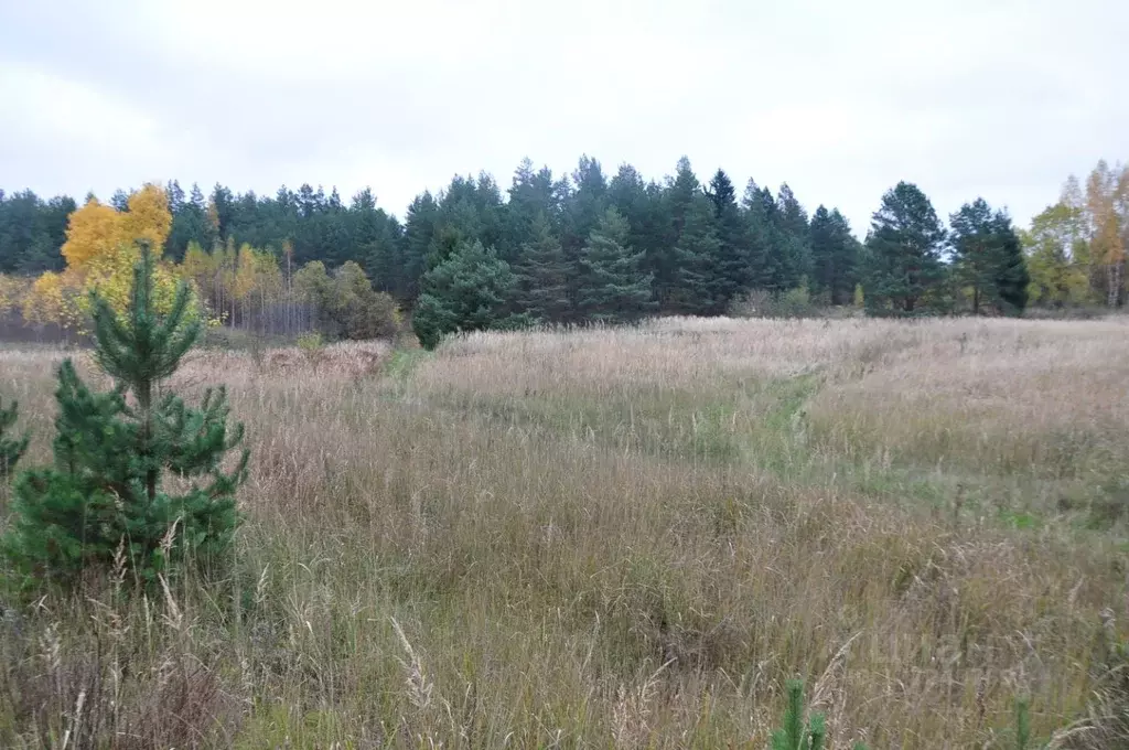 Участок в Псковская область, Палкинский район, Качановская волость, д. ... - Фото 1