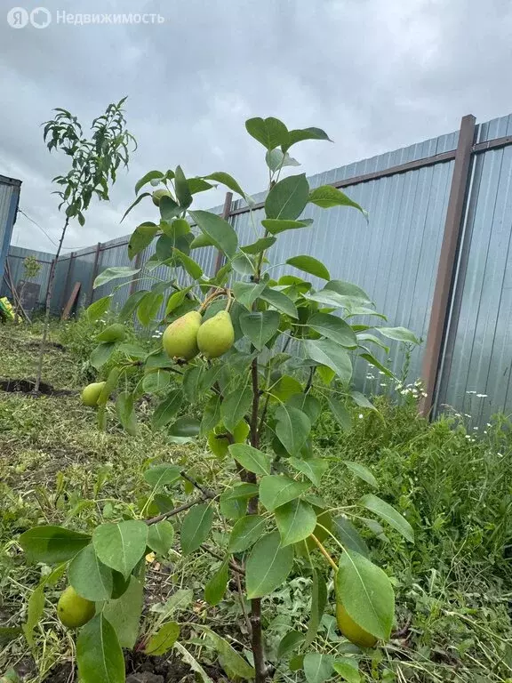 Участок в Тульская область, городской округ Тула, деревня Частинские ... - Фото 1