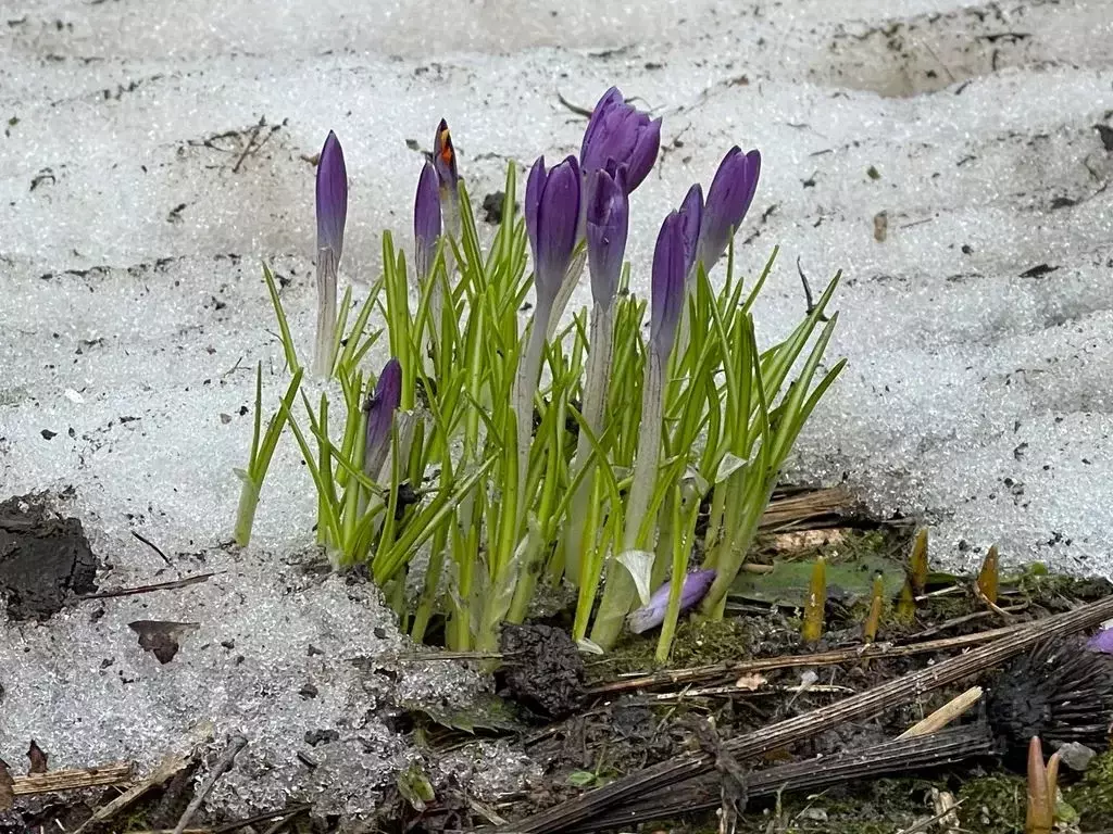 Дом в Московская область, Чехов муниципальный округ, д. Алексеевка ул. ... - Фото 2