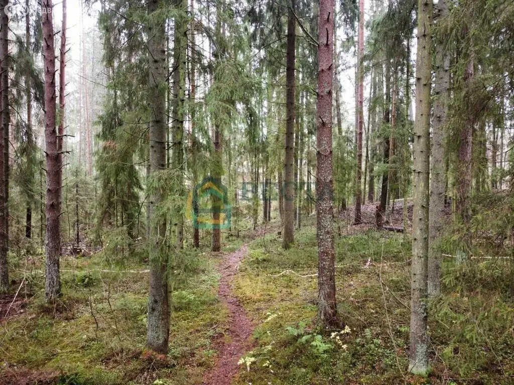 Участок в Всеволожский район, Куйвозовское сельское поселение, деревня ... - Фото 1