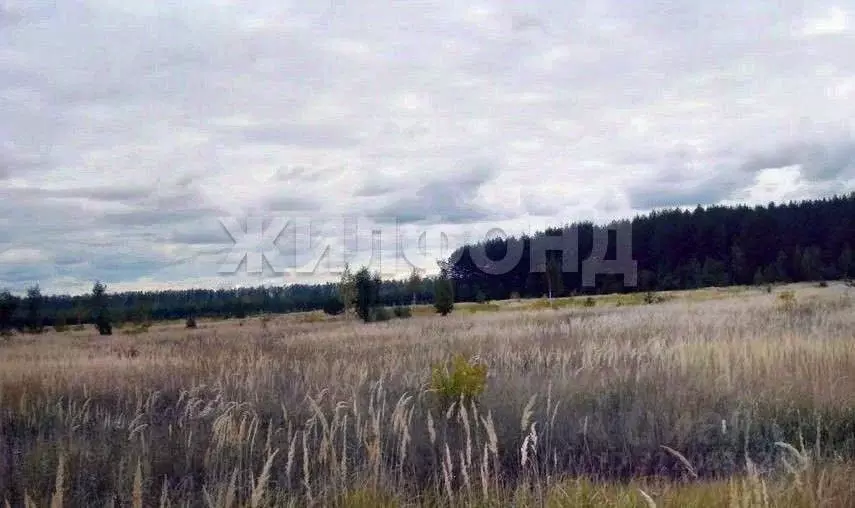 Участок в Новосибирская область, Искитимский район, с. Улыбино ... - Фото 1