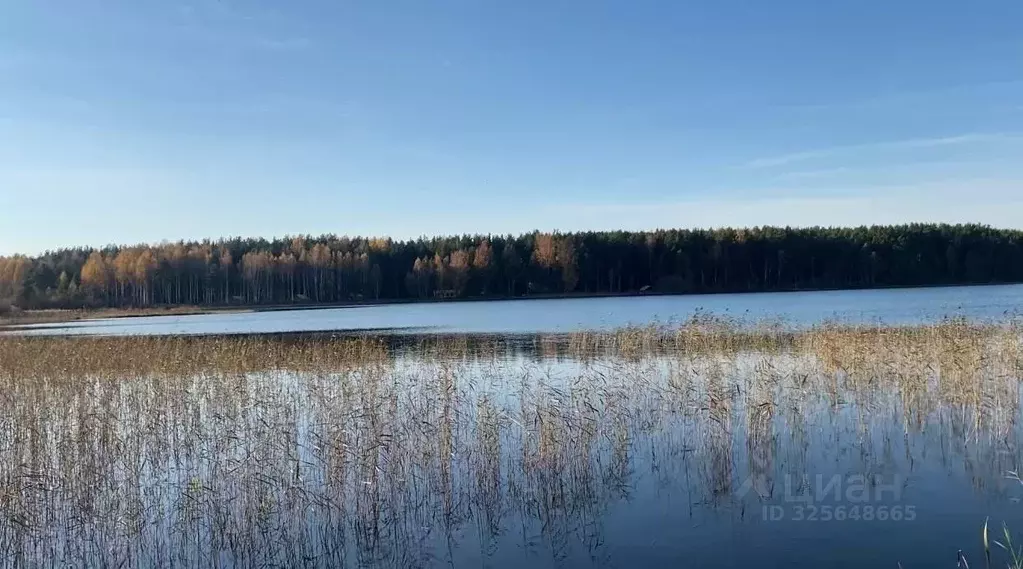 Участок в Псковская область, Печорский муниципальный округ, Лесицкое ... - Фото 2
