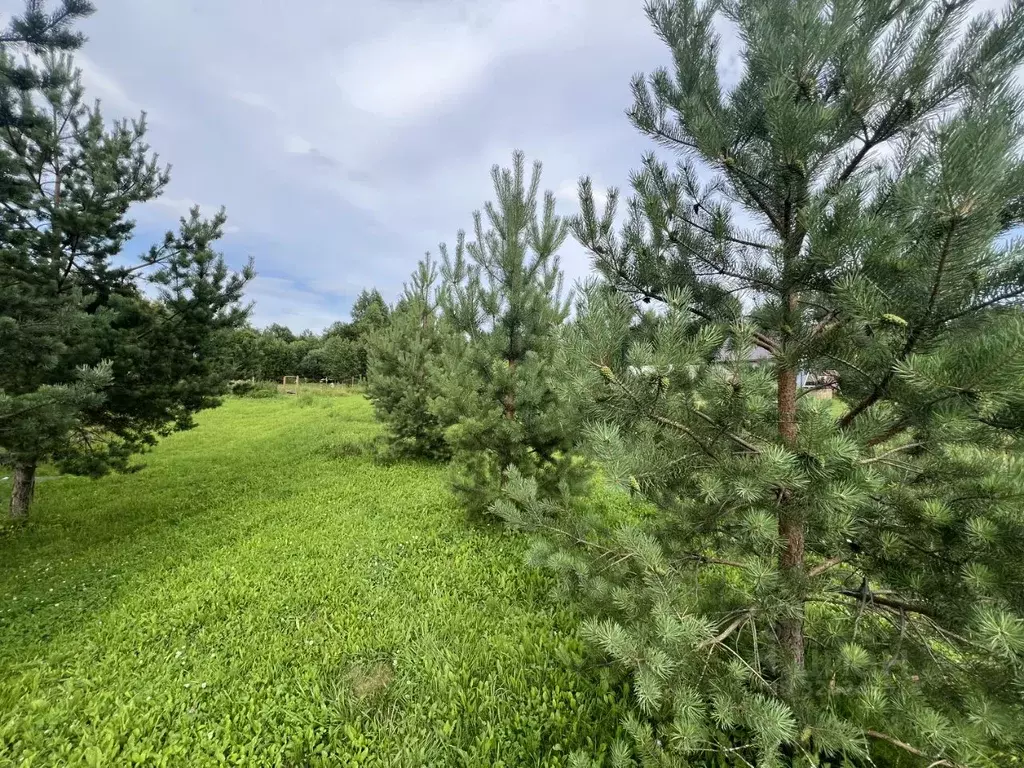 Участок в Владимирская область, Александровский муниципальный округ, ... - Фото 1