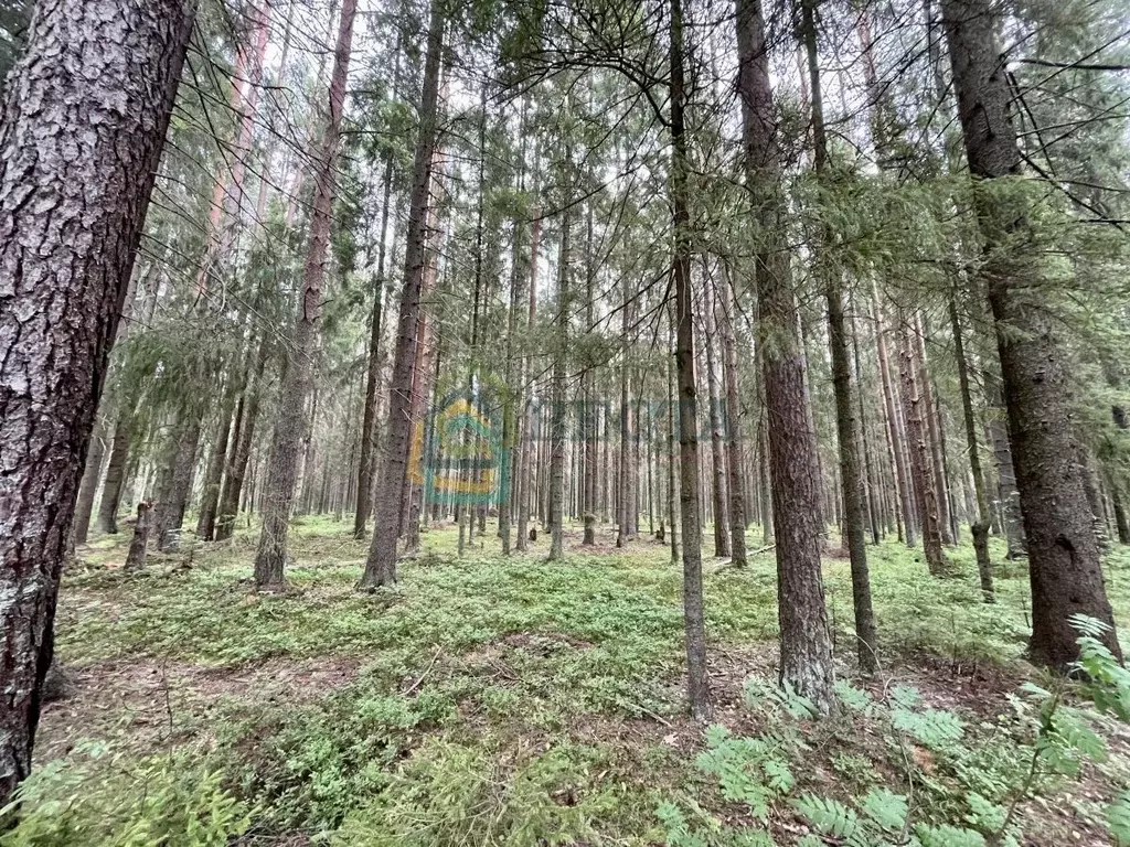 Участок в Ленинградская область, Всеволожский район, Куйвозовское ... - Фото 0