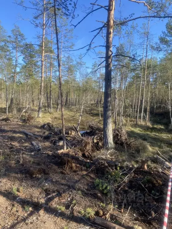 Участок в Ленинградская область, Всеволожское городское поселение, ... - Фото 1