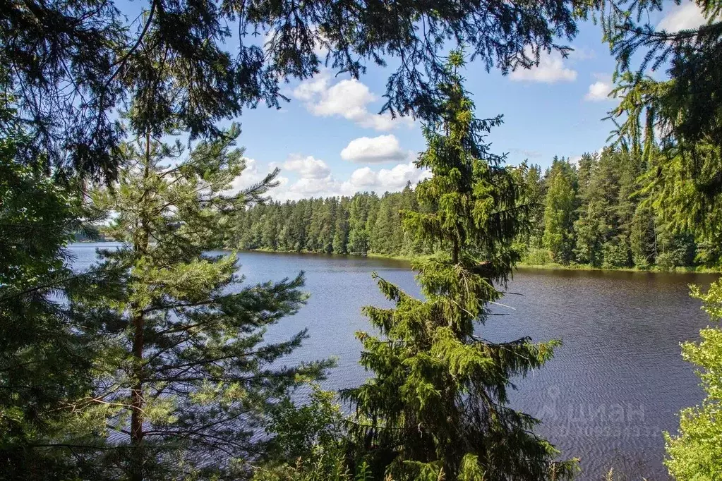 Участок в Ленинградская область, Выборгский район, Рощино пгт аллея ... - Фото 1