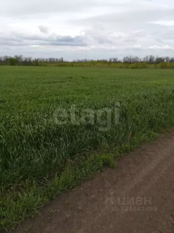 Участок в Воронежская область, Новоусманский район, с. Хреновое ... - Фото 1