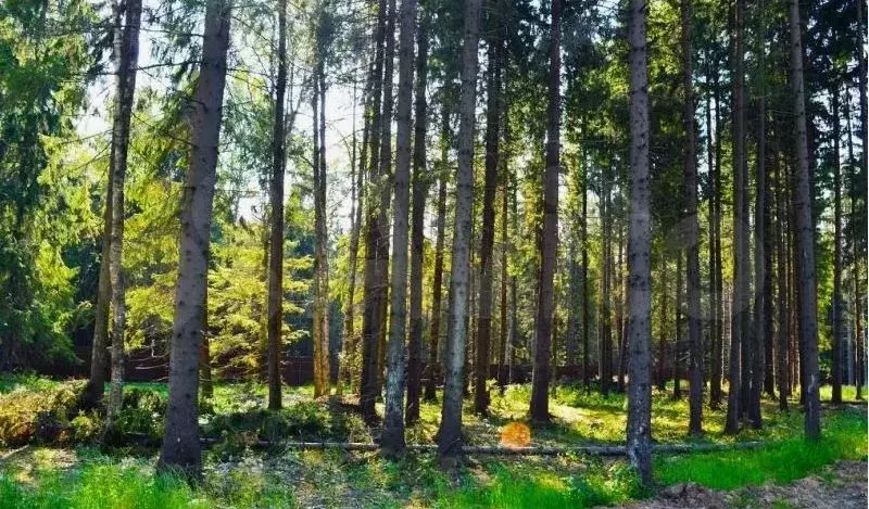 Участок 8,2 сот. (ИЖС) - Фото 1