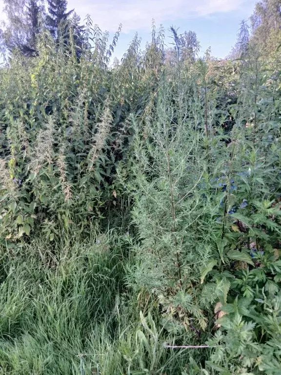 Участок в Московская область, Клин городской округ, пос. Нарынка  ... - Фото 2